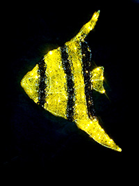 ANGELFISH